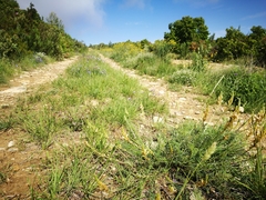 Onobrychis saxatilis