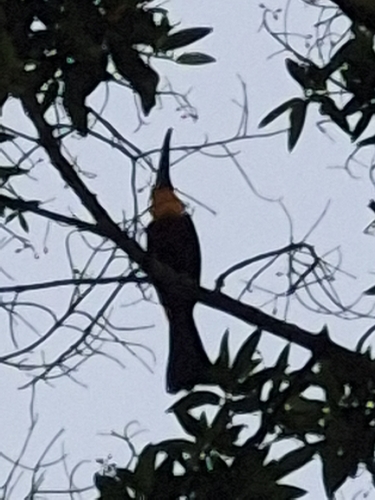 Ariel Toucan