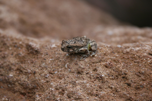 Canyon Tree Frog photographed in New Mexico