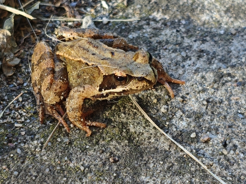 European Common Frog