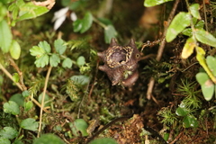 Asarum ampulliflorum