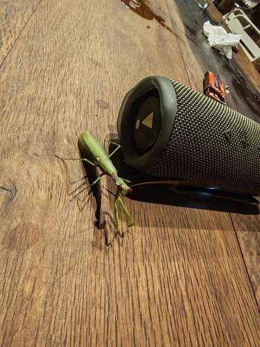 Giant African Mantis