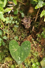 Asarum ampulliflorum