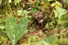Asarum ampulliflorum