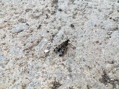 Panorpa meridionalis