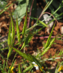 Bromus danthoniae