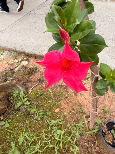 Brazilian jasmine