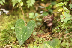 Asarum ampulliflorum