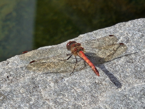Common Darter