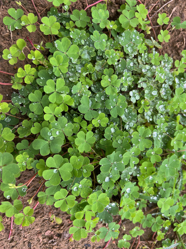 Creeping Woodsorrel