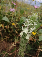 Stachys ocymastrum