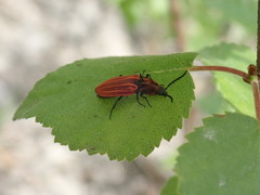 Anostirus purpureus