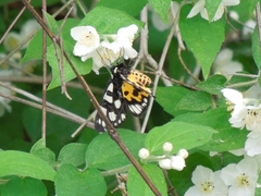 Chelonomorpha japana