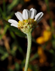 Anthemis rascheyana