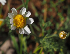 Anthemis rascheyana