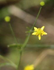 Ranunculus laxicaulis