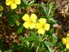 Potentilla erecta