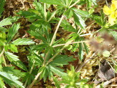 Potentilla erecta
