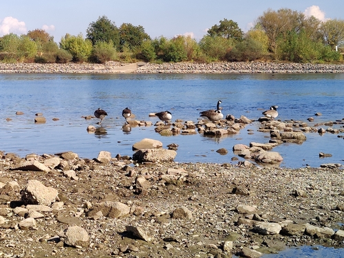 Canada Goose
