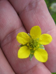 Geum urbanum