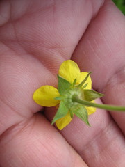 Geum urbanum