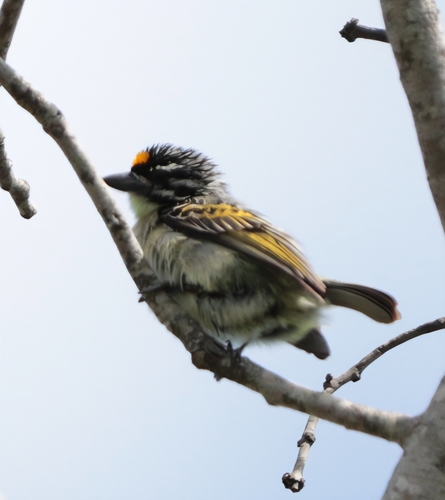 iNaturalist image