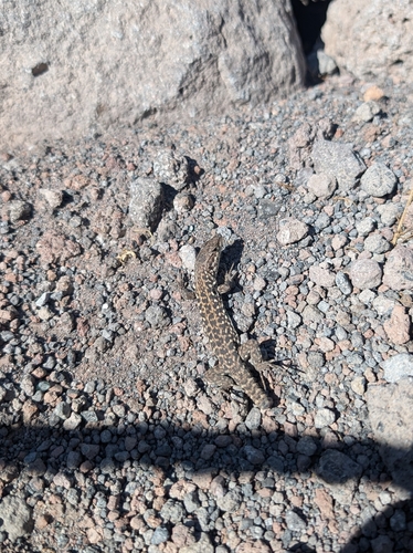 Italian Wall Lizard