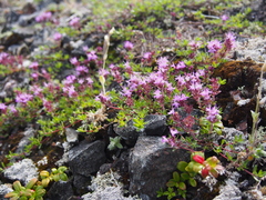 Thymus subarcticus