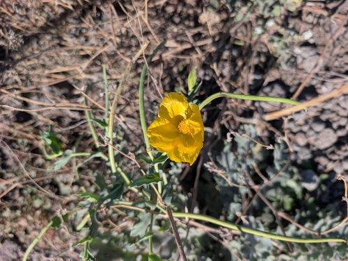 Yellow Horned Poppy