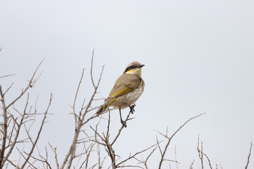 Singing Honeyeater