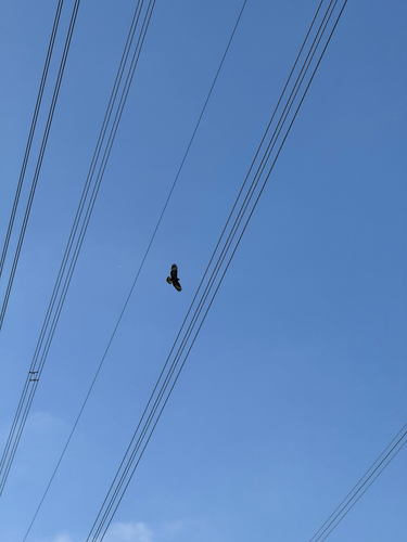 Common Buzzard