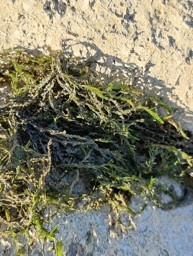 Willow Moss