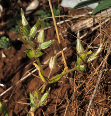 Cerastium dichotomum
