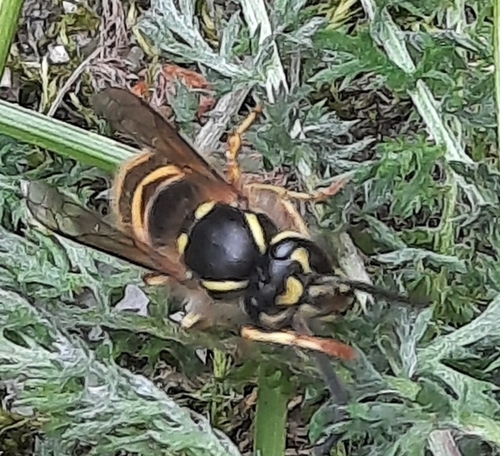 Common European Yellowjacket