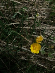 Potentilla aurea