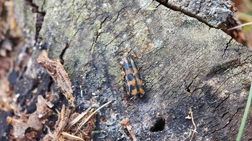 four-banded longhorn beetle