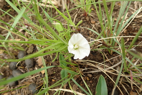Image of Ipomoea simplex by no rights reserved