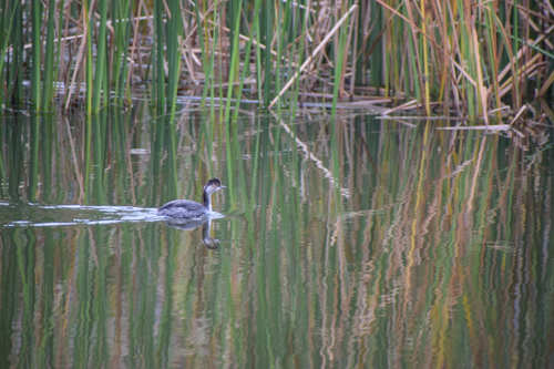 Eared Grebe