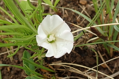 Ipomoea simplex