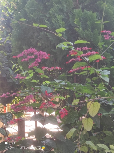 Clerodendrum thomsoniae observed 2026-10-03