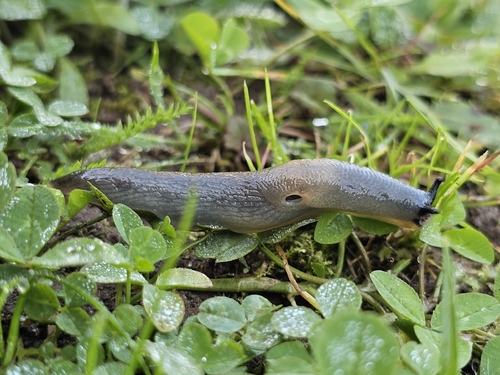 Black-headed Slug