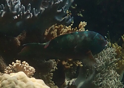 Calotomus carolinus observed 2026-10-03