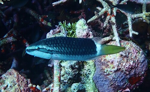 Oxycheilinus unifasciatus observed 2026-10-03