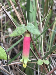 Correa reflexa reflexa