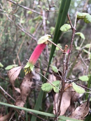 Correa reflexa reflexa