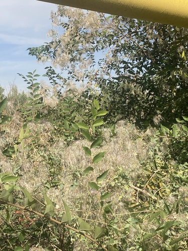 Clematis orientalis, 2026-10-03