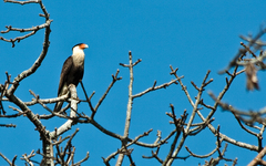 Caracara