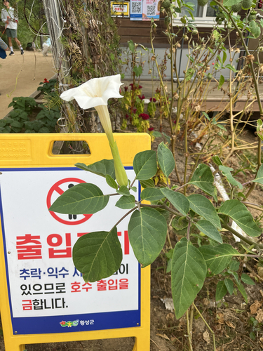 downy thorn-apple