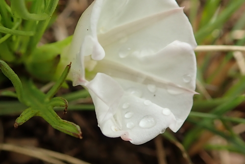 Image of Ipomoea simplex by no rights reserved