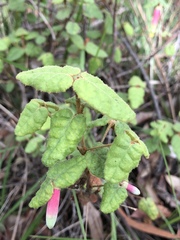 Correa reflexa reflexa
